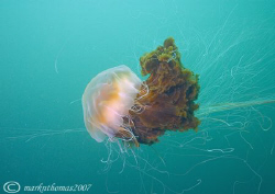 Lion's mane jellyfish.
Isle of Eigg, Inner Hebrides.
20mm. by Mark Thomas 